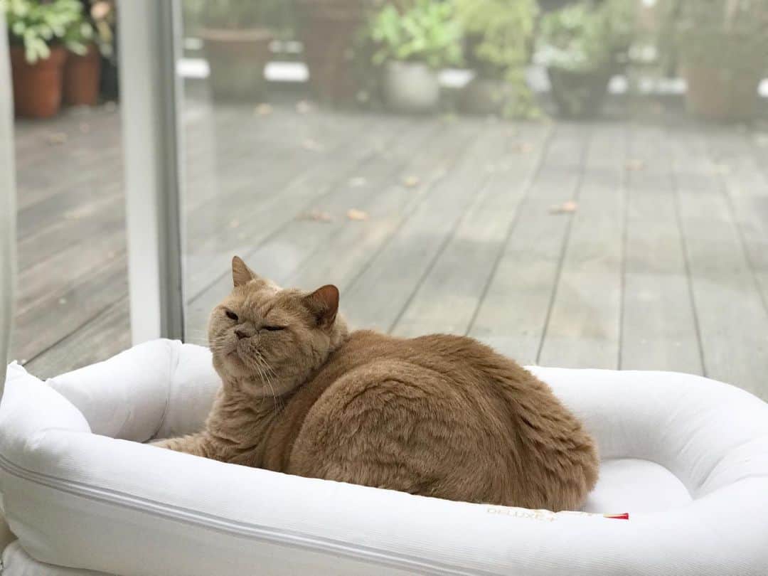 濱中鮎子のインスタグラム：「今日のブーム。  #cat #ネコ #小心者の親分 #チャイ坊 #チャイ #chai #britishshorthair #ブリティッシュショートヘア #クラッシュフェイス #ぶチャイく #愛の交歓」