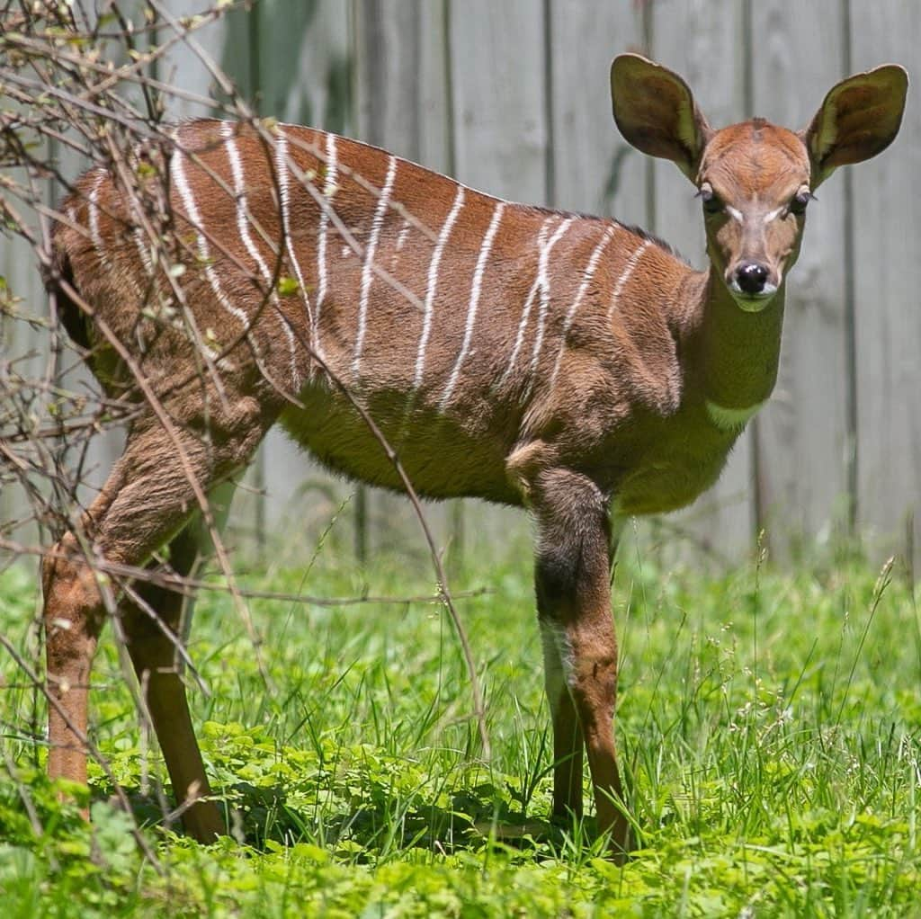 スミソニアン国立動物園さんのインスタグラム写真 - (スミソニアン国立動物園Instagram)「👋🦌 Get to know Kushukuru, our lesser kudu calf! KEEPER Q&A: s.si.edu/2NIn3Bq. (Link in bio.)」7月9日 22時48分 - smithsonianzoo