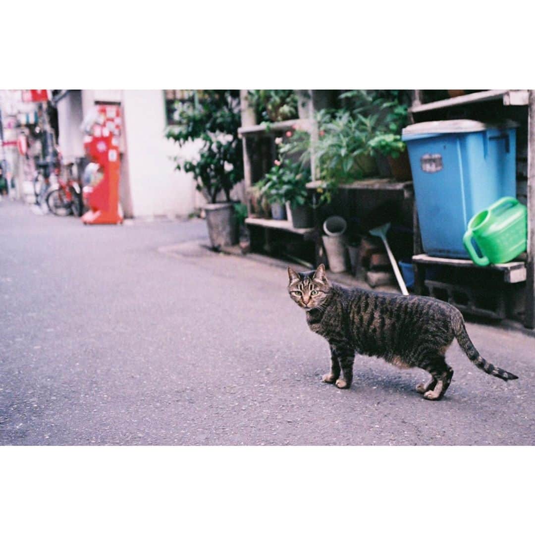 奈緒さんのインスタグラム写真 - (奈緒Instagram)「. 見れば見るほどかわいかったり #奈緒のカメラ」7月9日 23時05分 - sunaosquare