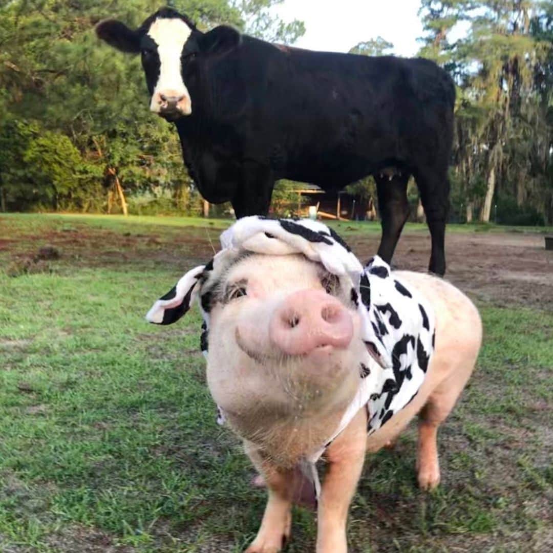 のインスタグラム：「🎵🐷”Something about the way she moos attracts me like no udder!” Silly Pop has been smitten with cows, since he was a baby (just look at that smile) and will do just about anything to get their attention. Happy #NationalCowAppreciationDay from Mocha and the rare Popplecow. We will be sharing some of our favorite pics of us and our cow friends today on our rescue page @prissyandpops_helpinghooves, so give it a follow if you don’t already.🐷💙🐮#friendsnotfood #Mochathecow #SillyPop #PrissyandPop」