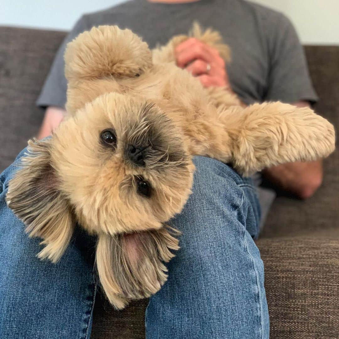 Dougie the Shih Tzuのインスタグラム
