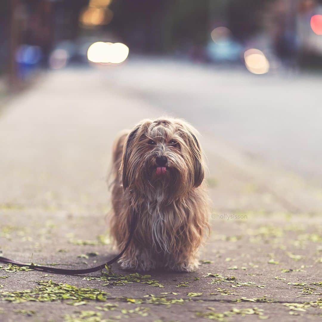 Holly Sissonのインスタグラム：「Happy Tuesday! 👅🐶🤣#tot #Toronto #Havanesedog ~ See more of Oliver, and Alice & Finnegan, on their pet account @pitterpatterfurryfeet ~ Canon 1D X MkII + 85 f1.4L IS @ f1.4 (See my bio for full camera equipment information plus info on how I process my images. 😊) ~ @bestwoof #bestwoof」