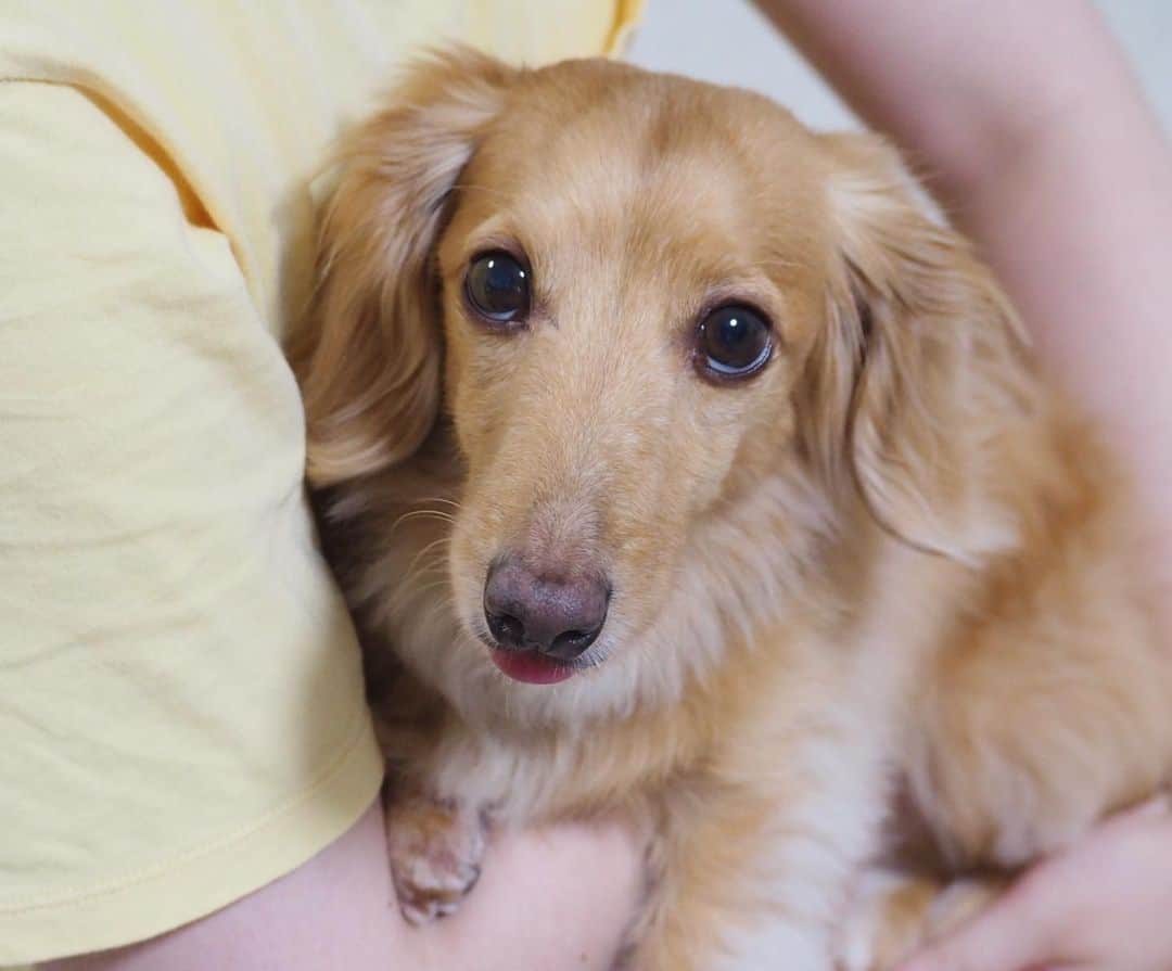 Sora Momoさんのインスタグラム写真 - (Sora MomoInstagram)「抱っこでご機嫌そら🐶🐾 ☺︎ そらは今思えば警戒心が強かったのか 自分から膝の上に乗るってことがなくて 膝の上に自分から乗って来るようになったのはうちに来て数ヶ月経ってからだったと記憶しています 今では気づいたらちゃっかり乗っちゃってる😆 ☺︎ ケージの外で寝ることもなかなかしなくて初めて外で寝た時「寝てる寝てる」大騒ぎしました😂 今では警戒心のかけらも無いへそ天白目ですけどね〜 ☺︎ ももは来た日にお姉ちゃんの膝の上に飛び乗りました😆 ☺︎ #抱っこでご機嫌#満足気なご様子 #ちょぴぺろ #上目遣い#性格もそれぞれ #ダックス#ミニチュアダックス #dachshund #miniaturedachshund」7月9日 23時30分 - teratera_sorapu_