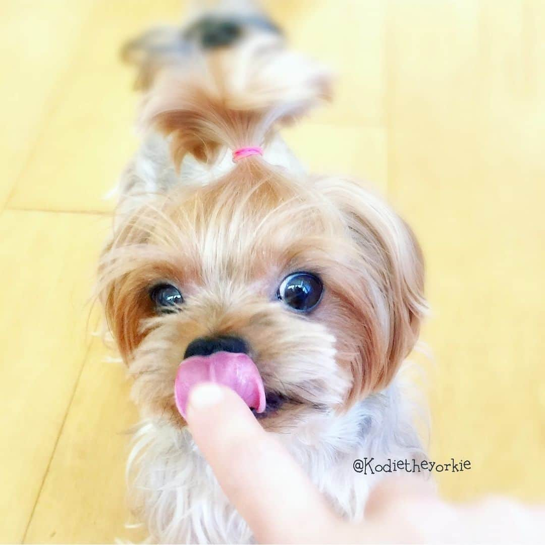 Kodie Bearさんのインスタグラム写真 - (Kodie BearInstagram)「❤️😛Happy T👅T😛!❤️」7月9日 23時40分 - kodietheyorkie