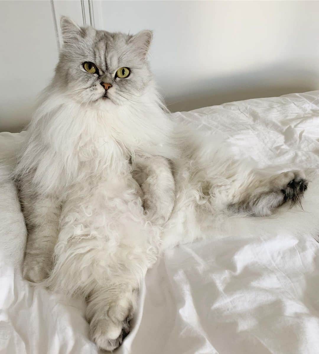 Milkshake the Catのインスタグラム：「You will take a pic? Let me pose for you.」
