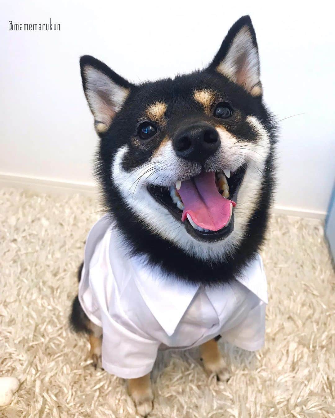 まめ丸のインスタグラム：「* * まめ丸川柳のコーナー🐶❣️ 『タキシード🤵 ジャケットぬいだら  中学生』 * #中1かな #中2かな #ボタンは上までとめる派 * #柴犬#豆柴#柴#黒柴#犬#ふわもこ部#shiba#shibainu#shibastagram#shibadog#puppy#instadog#dogstagram#dog#instashiba#petstagram#pet#cutepetclub#강아지#멍스타그램#doglover#ilovemydog#weeklyfluff#まめ丸中学生#まめ丸川柳」