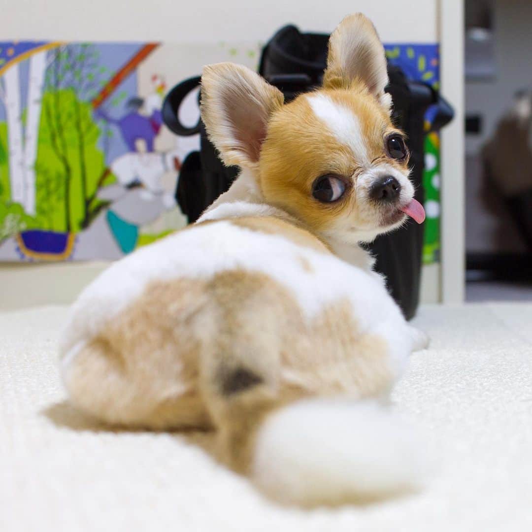 のインスタグラム：「hip🍑 ・ サマーカットのおちり🍑 ・ つぶれもちと呼んでます🐶 サマーカットの動画見せて！ ってリクエストたくさんいただいてありがたや✨ 近々アップしますね😊 ・ #chima #ちま #チワワ #chihuahua #ชิวาวา #ふわもこ部 #PECOいぬ部 #sniffandbarkens #WeeklyFluff #cutepetclub #doggy_lovings #summercut #サマーカット」
