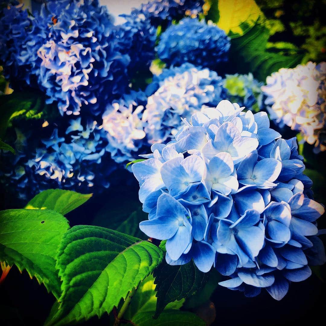 脇田唯さんのインスタグラム写真 - (脇田唯Instagram)「＊ かこまれる」7月10日 9時35分 - post_yui