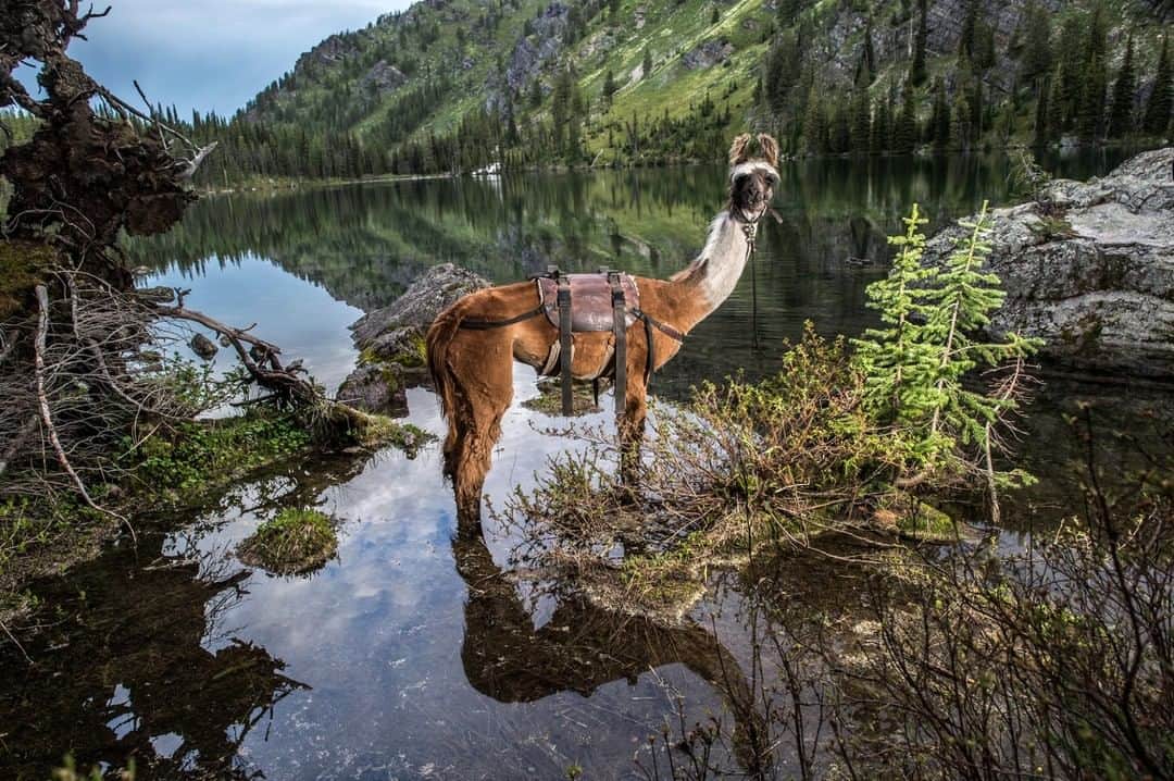 National Geographic Travelさんのインスタグラム写真 - (National Geographic TravelInstagram)「Meet Buster. He's a Montana local who loves having his picture taken. Curious and affectionate, photographing llamas is like photographing people. The more time you spend with them, the more open they become. And animals, just like people, need to accept you before you can make great images of them. One secret is never look at them directly. Animals often perceive eye contact as aggression, so if you cover one eye with your hand or your camera, they feel less threatened. Llama-trekking is one of the many activities available in remote parts of Montana. With their padded foot, cleanliness, calm nature and ability to browse on a variety of vegetation, llamas have no more impact in the high country than a deer. Follow me, @amivitale, for more photos of fascinating creatures and stunning locales. #montana #llamas #trekking」7月10日 10時00分 - natgeotravel