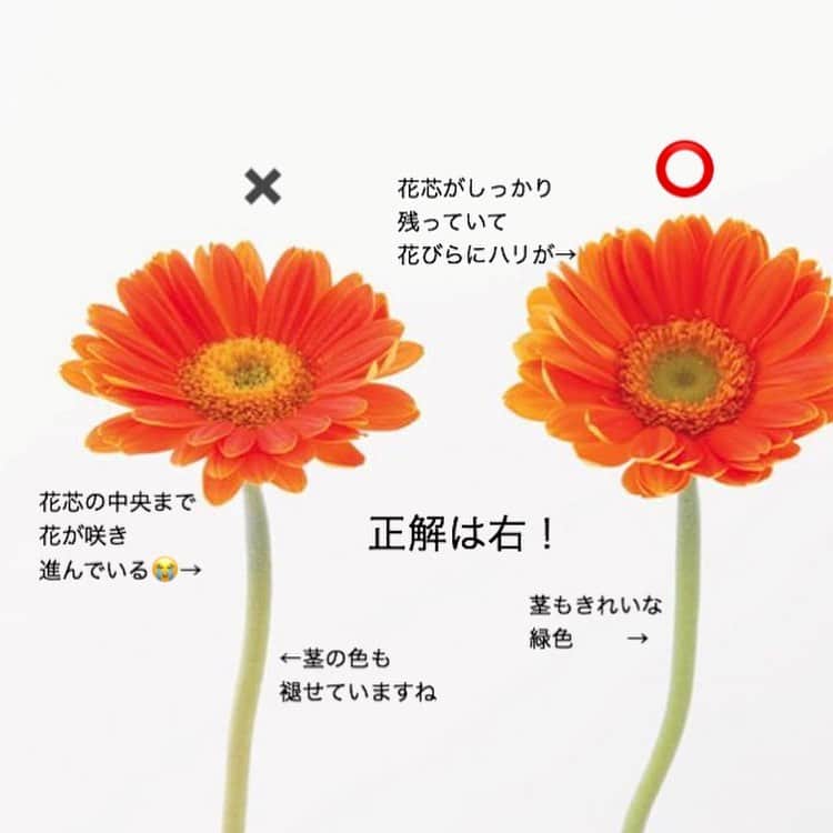 雑誌『花時間』さんのインスタグラム写真 - (雑誌『花時間』Instagram)「おはようございます。花を買うとき、鮮度を確認して選んでいますか？  日本の花屋さんは誠実で勤勉だから、よいものしか置いていませんよね。ただ、管理にプロの目が行き届かない場合もあり、念のため、鮮度の良し悪しを見極める目を持っていたほうが、よいと思います。たとえばガーベラなら、こうして見くらべると…一目瞭然！鮮度よく、長く楽しめる花は❶花芯がしっかり残っていること。❷茎もいきいきとした緑色です。日にちが経ったものは、花びらが反り返りますが、品種や咲き方にもよるので、前述の2項目を覚えておきましょう。ガーベラをいける際は、以前ご紹介したように水位5センチくらいの「浅水」ですよ〜🚰 では、本日も元気smile🙂🙂🙂で頑張りましょう！ by ピーターパン  教えてくれた花屋さん @maison_fleurie_tamagawa  写真 @落合里美  #hana #flower #flowers #flowerslovers #flowerstagram #flowerarrangement #花時間 #花時間2019  #花好き #花藝 #花好きな人と繋がりたい #花が好きな人と繋がりたい #花のある生活 #花のある暮らし #フラワーアレンジメント #ガーベラ #ガーベラが好き  #花を飾る  #花をいける #botanicallife  #花屋さんへ行こう」7月10日 9時56分 - hanajikan_magazine