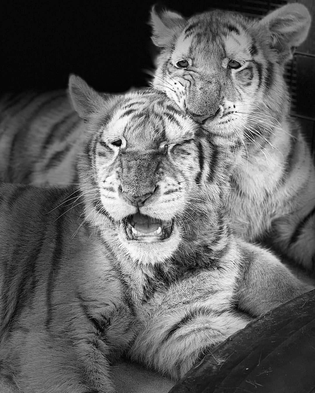 Zoological Wildlife Foundationさんのインスタグラム写真 - (Zoological Wildlife FoundationInstagram)「Stunning black and white photo of Mahesh and Rajah 🖤🐾 . #tabbytiger #tiger #cub #bengal #endangeredspecies #conservation #zwfmiami #zwf #notpets #enrichment」7月10日 10時33分 - zwfmiami