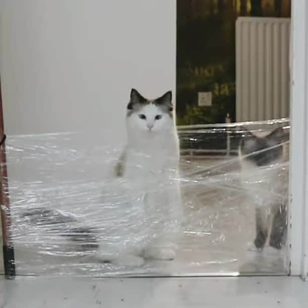 のインスタグラム：「Clever girls⠀ ⠀ 📹@jojotheragdollcat⠀ ⠀ #meowed #jojotheragdollcat #ragdoll #JosophineAndAnabelle #invisiblechallenge」