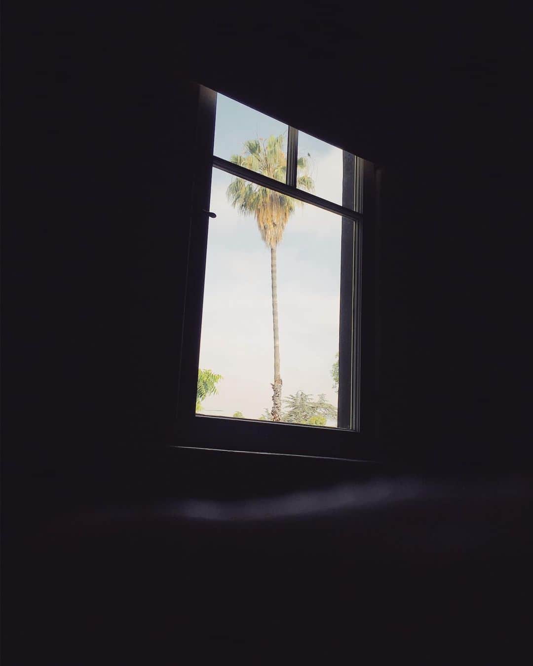 Robert Bingamanさんのインスタグラム写真 - (Robert BingamanInstagram)「The tree outside @ryanschude’s window.」7月10日 2時05分 - robertjosiah