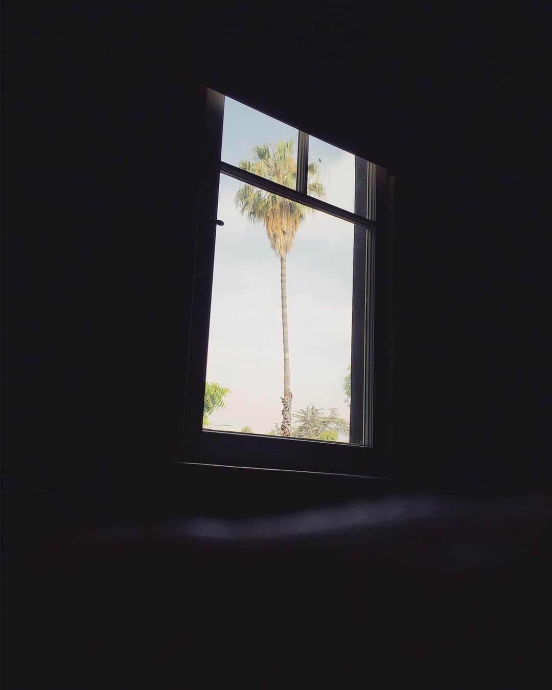 Robert Bingamanのインスタグラム：「The tree outside @ryanschude’s window.」