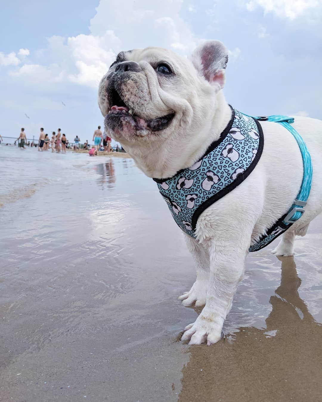 のインスタグラム：「Back at the beach barking at everyone! 😆 #ilovesummer @frenchie_bulldog」