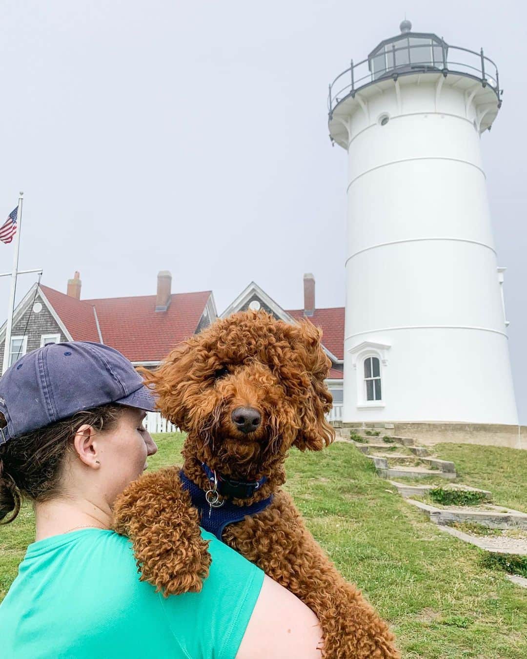 The Dogistさんのインスタグラム写真 - (The DogistInstagram)「Buddy, Miniature Goldendoodle (1 y/o), Nobska Lighthouse, Falmouth, MA • “If you have an open bag of food he’ll get into it.”」7月10日 2時44分 - thedogist