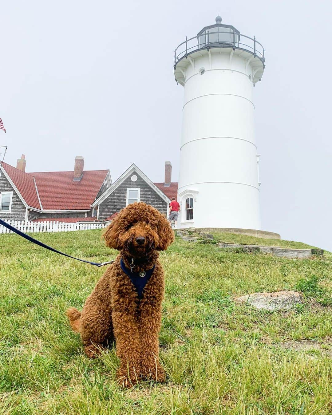 The Dogistさんのインスタグラム写真 - (The DogistInstagram)「Buddy, Miniature Goldendoodle (1 y/o), Nobska Lighthouse, Falmouth, MA • “If you have an open bag of food he’ll get into it.”」7月10日 2時44分 - thedogist