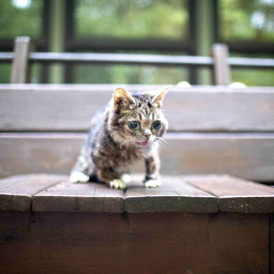 Lil BUBさんのインスタグラム写真 - (Lil BUBInstagram)「Everything BUB does is shockingly cute. Even standing. #goodjobbub」7月10日 3時06分 - iamlilbub