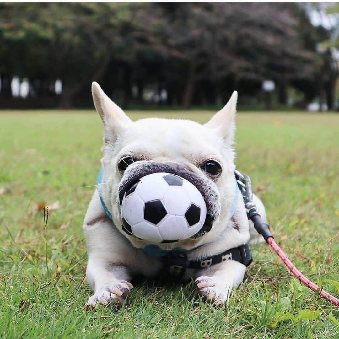 リンキーさんのインスタグラム写真 - (リンキーInstagram)「Excuse me but you have something in your teeth 😮 ———TAG DOG LOVERS——- #frenchie #frenchies #frenchiesofinstagram #instafrenchie #dog #dogs #instadogs #dogsofinstagram #dogstagram #dogs_of_instagram #lovedogs #pup #instapup」7月10日 3時48分 - tireddadtrepreneur