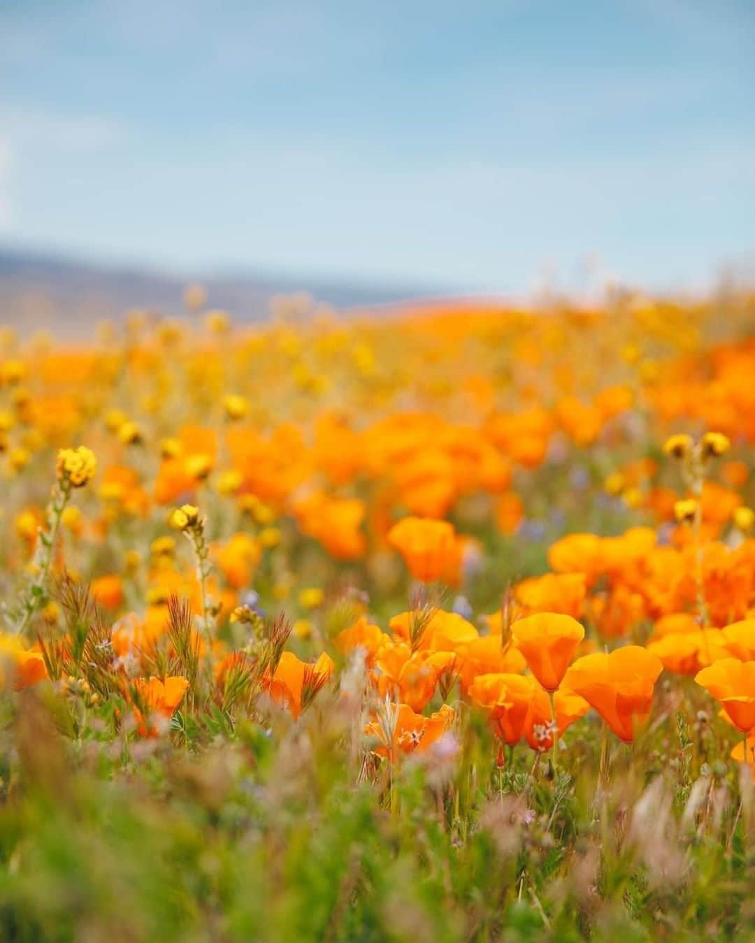 REIさんのインスタグラム写真 - (REIInstagram)「Oranges and yellows and greens, oh my!  Photo: @alexandra.ting in Antelope Valley, #California. #OptOutside」7月10日 4時00分 - rei