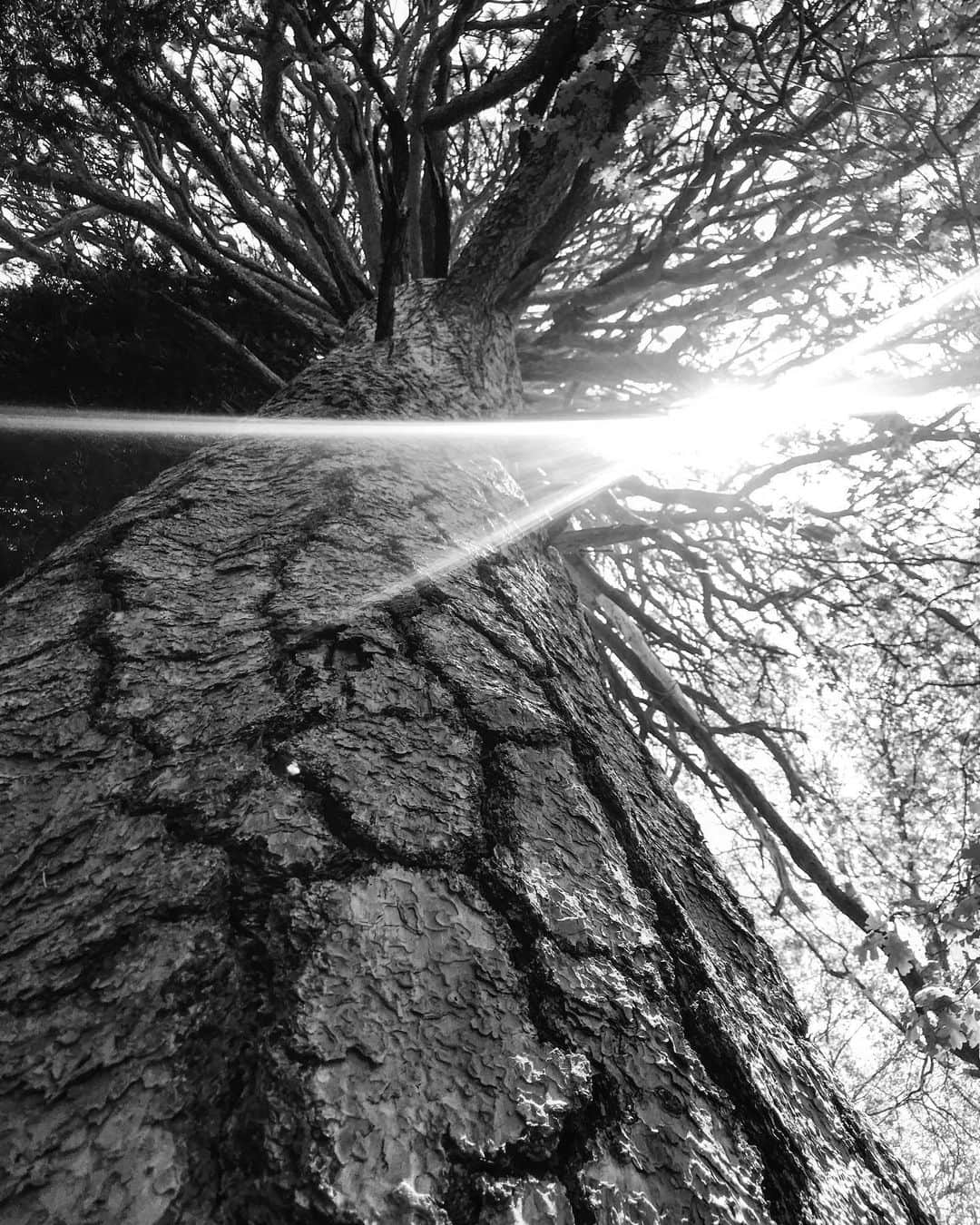Kara Yoshimoto Buaさんのインスタグラム写真 - (Kara Yoshimoto BuaInstagram)「#powerfulnature #tree #beauty #recalibrated」7月10日 4時05分 - karayoshimotobua
