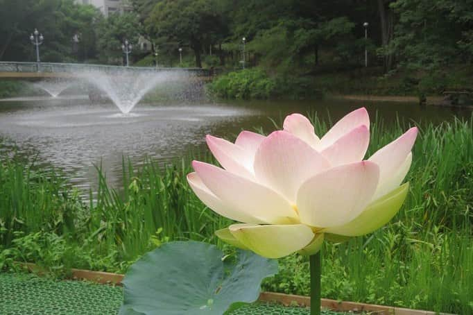 Soka Universityさんのインスタグラム写真 - (Soka UniversityInstagram)「Campus Seasonal Photos July ② 丹木の歳時記　文月② ⑴ 舞妃蓮(マイヒレン・Maihiren) ⑵ 額紫陽花(ガクアジサイ・Gakuajisai) ⑶ 紫陽花❶(アジサイ・Ajisai) ⑷ 紫陽花❷ ⑸ 白山菊(シラヤマギク・Shirayamagiku) ⑹ 大葉擬宝珠(オオバギボウシ・Obagiboushi) ⑺ アベリア・Aberia  ⑻ シオカラトンボ・Shiokaratonbo ⑼ コオニヤンマ・Koniyama  ⑽ 露草(ツユクサ・Tsuyukusa) #discoversoka #sodaigram #sokauniversity #hachioji #tokyo #japan #campus #university #nature #global #international #students #beautiful #environment #創価大学 #八王子 #東京 #キャンパス #大学 #自然 #学生 #グローバル #国際 #環境」7月10日 10時56分 - sokauniversity