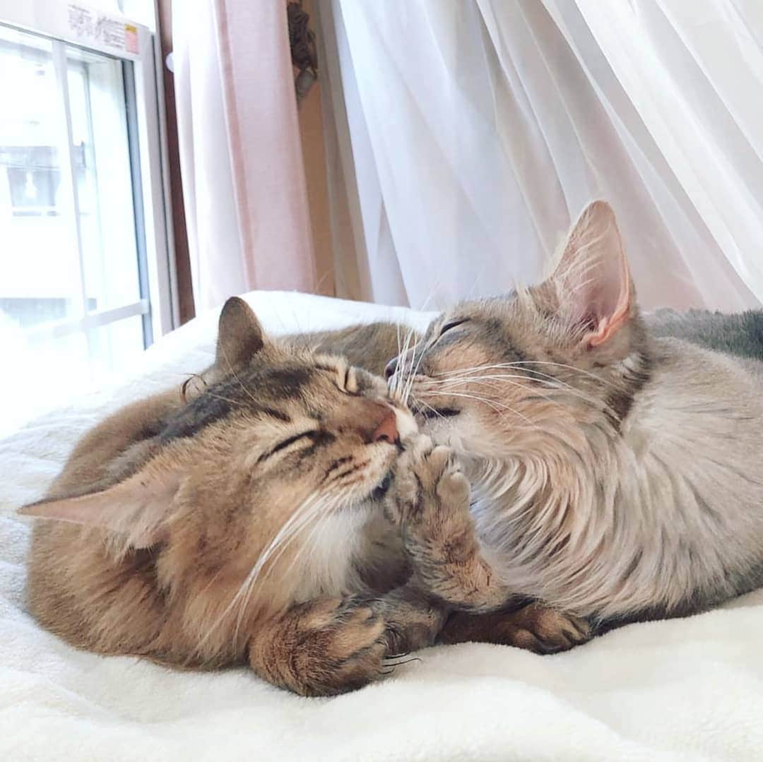 CatStockerのインスタグラム：「Hello! #catstocker is here!  Follow our FURRriend @poco.nyan  Scroll right for more pictures 👉 . . . . . #cat #neko #mačka #chat #kočka #котка #kot #кіт #mače #кошка #кот #katze #gato #gatto #kissa #kattunge #猫 #고양이 #貓 #kedi #köttur  #子猫 #חתול #кішка #gatinho #котенок #子猫 #gatito #kitten」