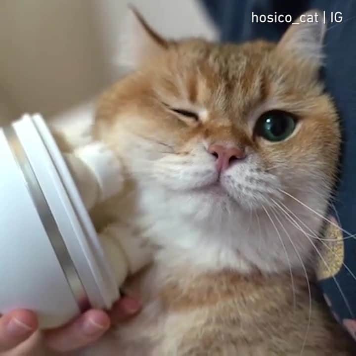 のインスタグラム：「@hosico_cat has a better life than me ⠀ ⠀ #meowed #hosico #scottishfold #🇷🇺」