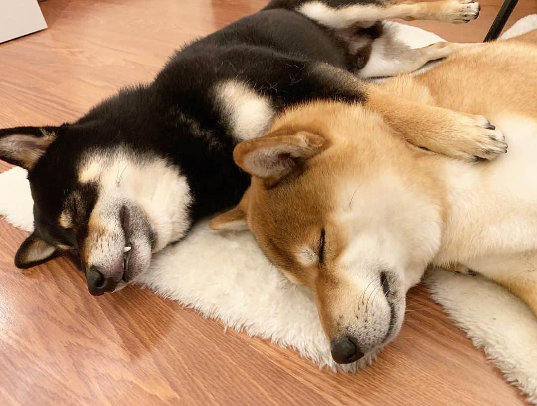 ?Fricko the Shiba Inu?のインスタグラム：「😭sleeping together🥰🐾 🐾 🐾 #FrickoandKeaton #🐶 #☀️ #shiba #shibainu #dog #柴犬 #赤柴 #黒柴  #adorable #shibalovers #shibaholics  #dogoftheday  #weeklyfluff #aww #dogstagram  #dogscorner #puppiesofinstagram #shibapuppy」