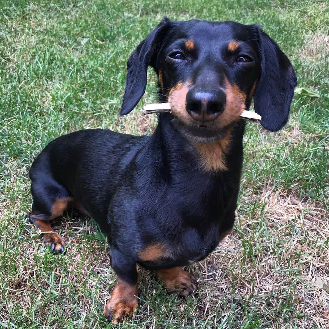 Crusoe the Celebrity Dachshundさんのインスタグラム写真 - (Crusoe the Celebrity DachshundInstagram)「“One of my favorite things to do is pick up a stick, stop, and look at Mum and Dad until they tell me if my stick is good or not.. SO.. is this a good stick?” ~ Crusoe」7月10日 6時36分 - crusoe_dachshund