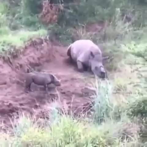 ティモシー・サイクスのインスタグラム：「Repost from @karmagawa ⚠WARNING GRAPHIC IMAGES⚠ This is what the tragic rhino poaching crisis looks like as a starving one month-old baby rhino was recently filmed trying to suckle some milk from her dead mother who had been killed earlier by poachers for her horn. Usually the poachers kill the baby too despite them not having horns because they disturb the process of hacking off the parent’s horns as they cling to their parent...at least in this case the baby, who was named Lottie, survived. This is one of the saddest videos we’ve ever posted and we know it’s difficult to watch, but please do watch and share this video with your followers and tag people who need to see it in the comments too to help us spread awareness about this urgent crisis before the Rhino become extinct in just a few years at the current rate as 3 Rhino are killed on average every day! We at Karmagawa are proud to have donated $250,000 so far to help #savetherhino but we need EVERYONE to see how urgent this crisis has become so we appreciate you helping us get the word out before any more Rhino are killed by poachers and creating orphans like little Lottie! #endangeredspecies #rhino #karmagawa」