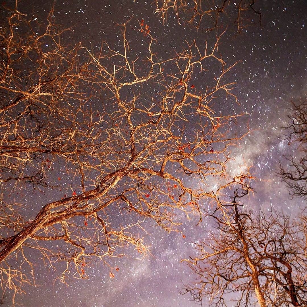 National Geographic Travelさんのインスタグラム写真 - (National Geographic TravelInstagram)「Photo by @andrea_frazzetta | Night in the village of Baleni in the Limpopo province of South Africa. Here, the Milky Way can be seen through the tree branches that hang over the village. The village of Baleni is situated near the banks of the Little Letaba River, on a land belonging to the Mahumani traditional community. Baleni is an environment where nature and spiritualism have a rich integration. To the local salt makers, the warm water, rising bubbles, and the sulphurous smell that emanate from the swamp are all signs that bind Baleni with the spiritual world. To see more photos from my travels, follow me, @andrea_frazzetta. #Africa #Southafrica」7月10日 7時00分 - natgeotravel