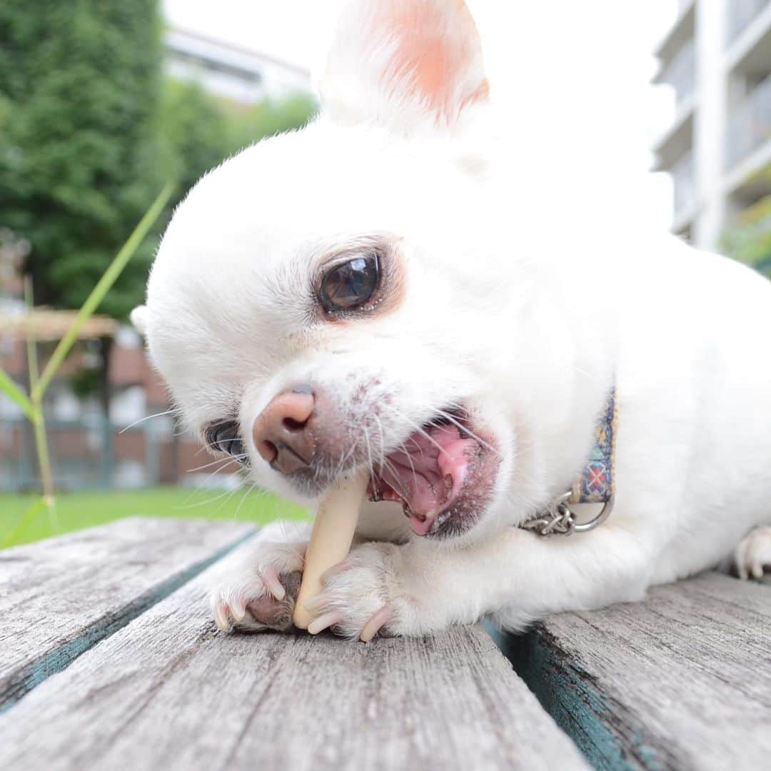 KORIKIのインスタグラム：「おはようございます♪ * #もぐもぐタイム  #dogofsapporo #dog, #dogs, #dogstagram,#chihuahua,#犬バカ部,#チワワ,#koriki, #hanadog #白スムチ連合会, #スムチー,  #dogofthedayjp, #dogoftheday  #ilovemydog #instadog #instapet #WhiteChihuahua  #吉娃娃 #치와와  #dogsofinstagram #Chihuahualover  #チワワの輪 #barkbox #WhiteChihuahuaParty #もふもふモフモフ」