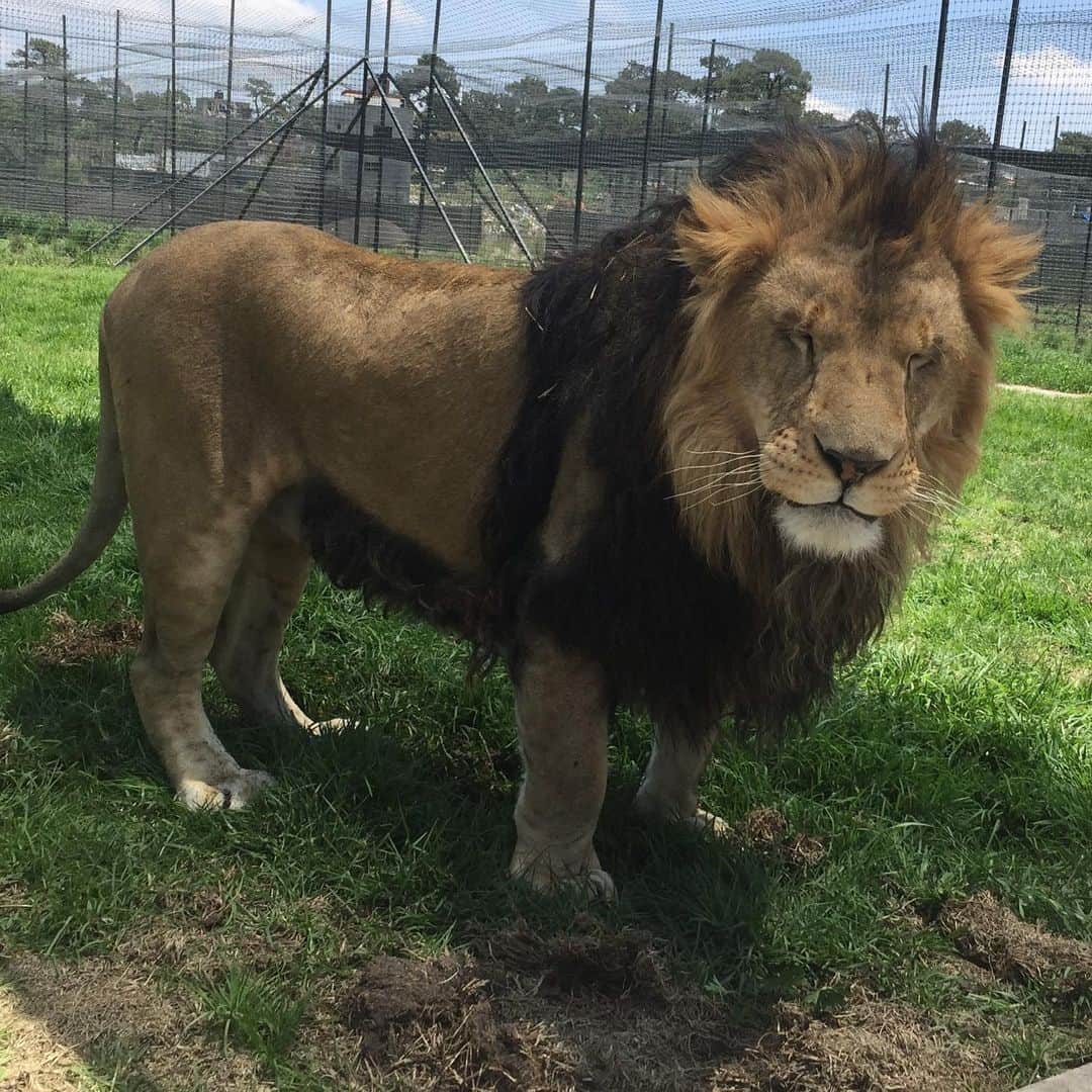 Black Jaguar-White Tiger さんのインスタグラム写真 - (Black Jaguar-White Tiger Instagram)「It turns out that Jimmy is an Asiatic Lion, not an African Lion :) It’s a joke, don’t take it too hard... #CowboysBJWT #SaveLions」7月10日 7時36分 - blackjaguarwhitetiger