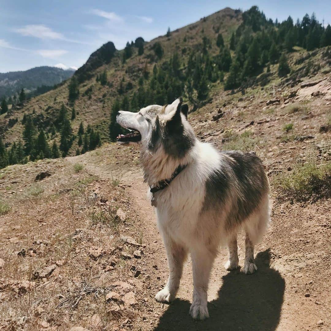 ラングリー・フォックスのインスタグラム：「Wild mountain boy 🐺」