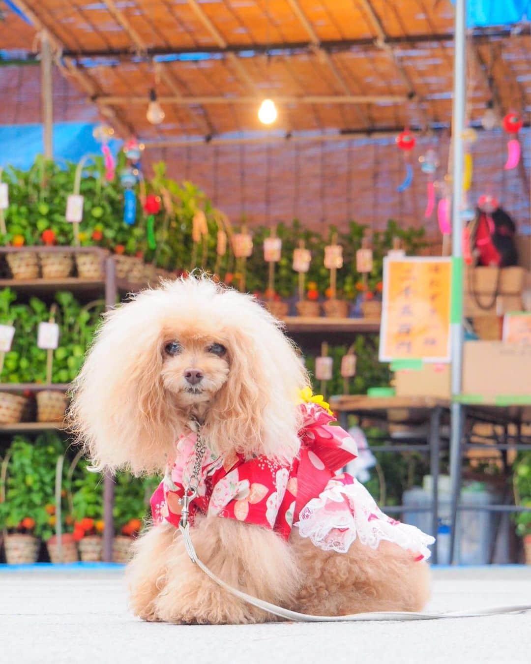 Toypoodle Mikuru?Asakusa Tokyoのインスタグラム：「20190710 Wednesday. Good morning! Friends 💕 ほおずき市の朝🎐 みんなの分までお参りしてきました👍🏻 雷除も無事購入。ご利益は「災難除け」 みくるの腫瘍が再発しませんように🙏🏻 . ❶ ほおずき全国発送承ります。 ❷ 誰一人カメラ見てねーし😂 ❸ 涼をお楽しみください動画 ❹ みくるのジャイアン動画😰 ❺ 令和 ❻ 極嬢と雷除 . ほおずき市は今日までですよ😄 夜も活気があって楽しめると思います😊 . #ほおずき市 #雷除 #ジャイアン」
