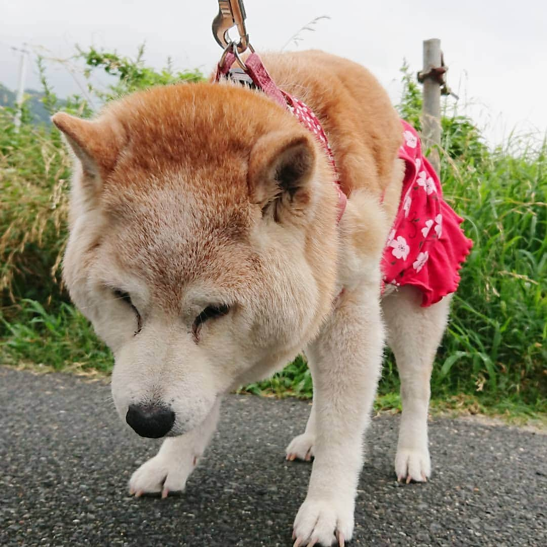 柴子さんのインスタグラム写真 - (柴子Instagram)「おはようございます。 雨模様の今朝、散歩のタイミングはほぼ止んでてくれたので助かった。 柴子(仮名)さん、出てなかった大がちょろっと出たからか、ややスッキリ顔w(分からないかな(笑)) #柴犬　#shibainu #shibastagram」7月10日 8時37分 - senogawadogs