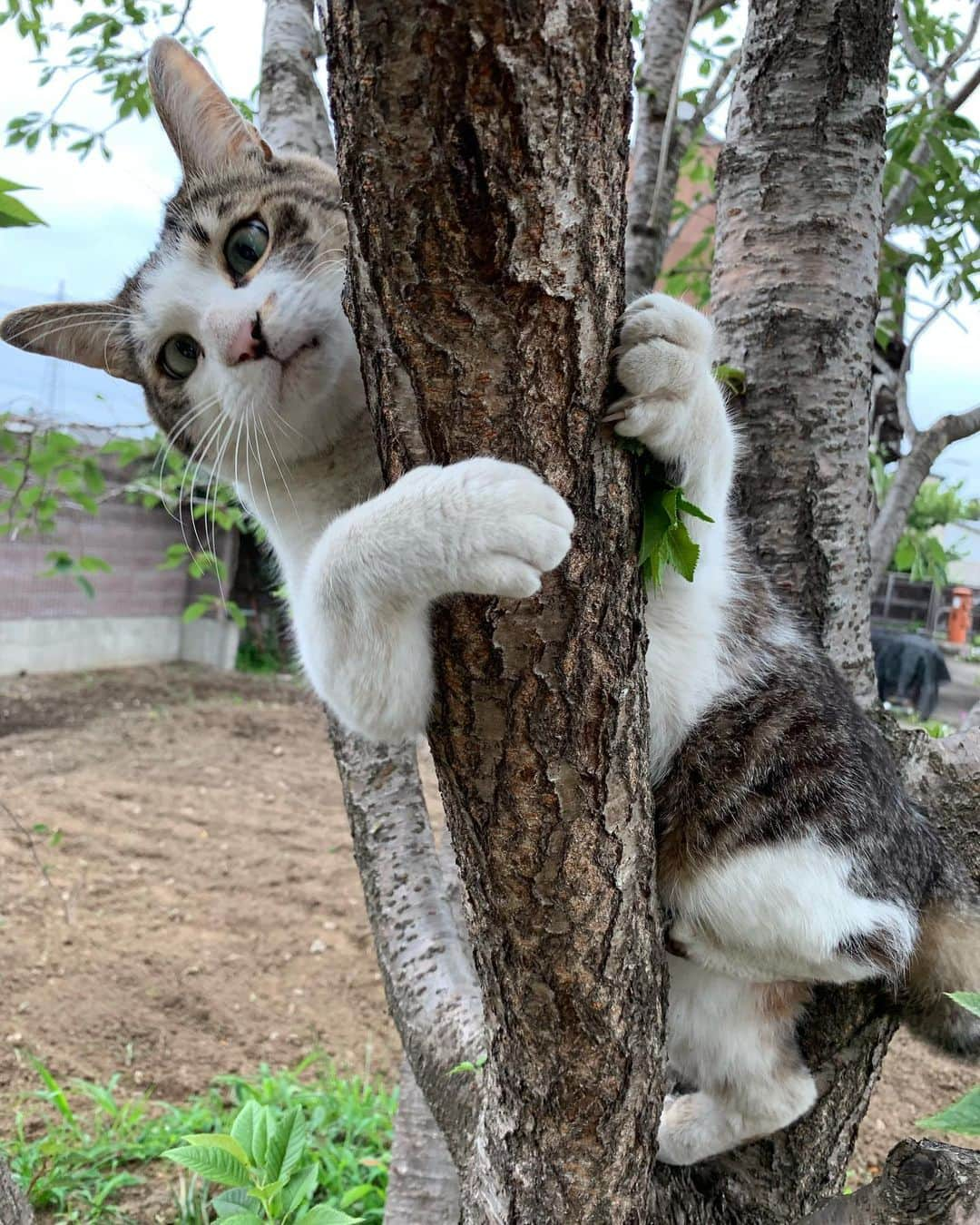 やふさんのインスタグラム写真 - (やふInstagram)「木登り京太ん♪いい顔するねえ(*´ω`*) . #cat #neko #catlovers #catsofinstagram #catstagram #instacat #猫 #ねこ #ネコ #保護猫 #京太」7月10日 8時49分 - kyafy