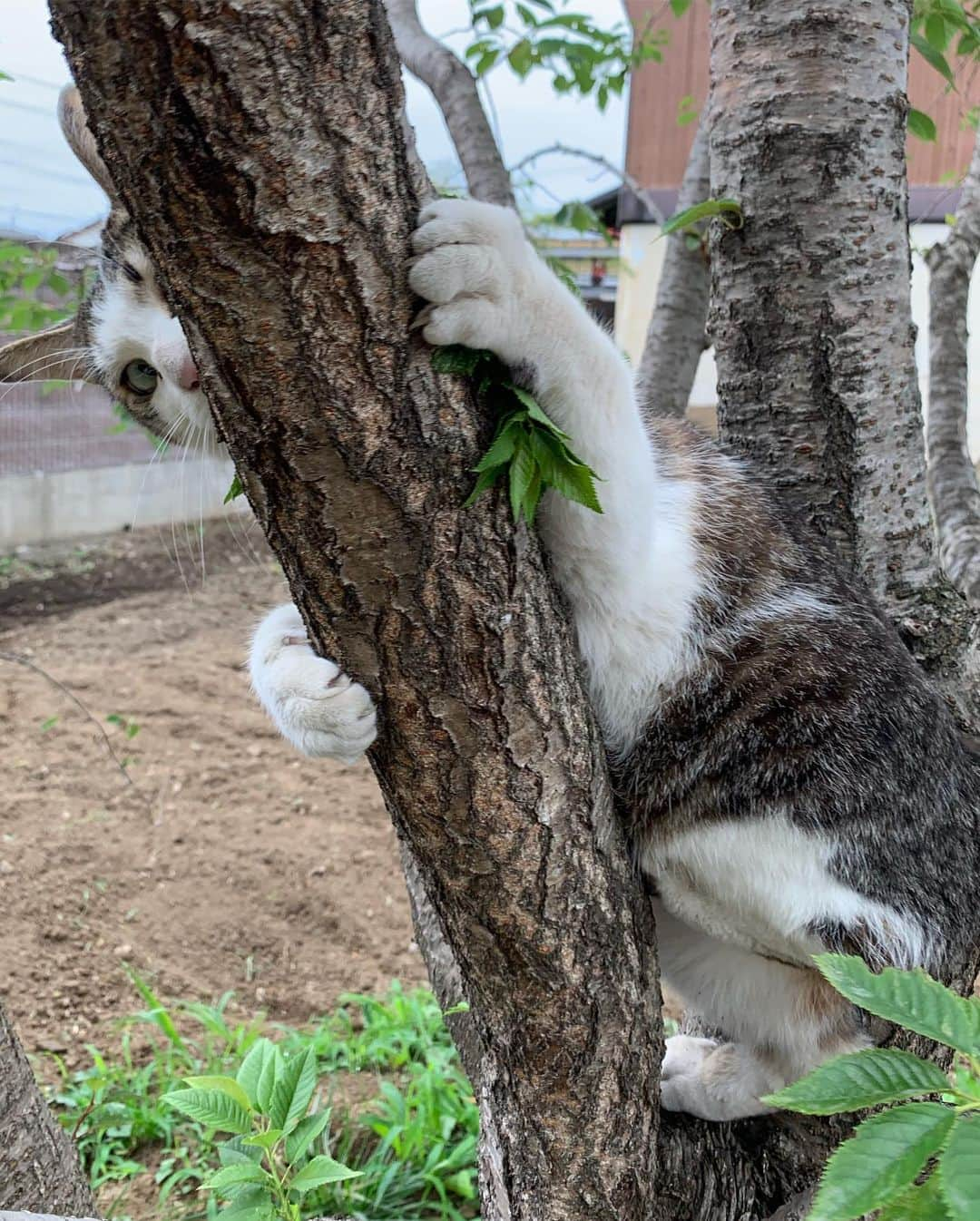 やふさんのインスタグラム写真 - (やふInstagram)「木登り京太ん♪いい顔するねえ(*´ω`*) . #cat #neko #catlovers #catsofinstagram #catstagram #instacat #猫 #ねこ #ネコ #保護猫 #京太」7月10日 8時49分 - kyafy