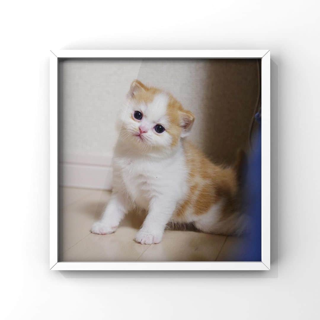 マンチカンズTVのインスタグラム：「、、﻿ 【マンチカンズのルナくん】﻿ 我が家のマンチカン長男ルナくん﻿ ﻿ Munchkin Luna﻿ ﻿ ﻿ ﻿ #猫 #猫好きさんと繋がりたい #猫部 #猫好きな人と繋がりたい #猫好き #愛猫 #猫写真 #愛猫 #cat #ねこ #catstagram #ネコ #にゃんすたぐらむ #ねこすたぐらむ #ねこ部 #catsofinstagram #cats #instacat #にゃんこ #고양이 #cute #cats_of_instagram #냥스타그램 #birthday #YouTube #ねこ #생일  #VOUN #個展 #ギャラリー」