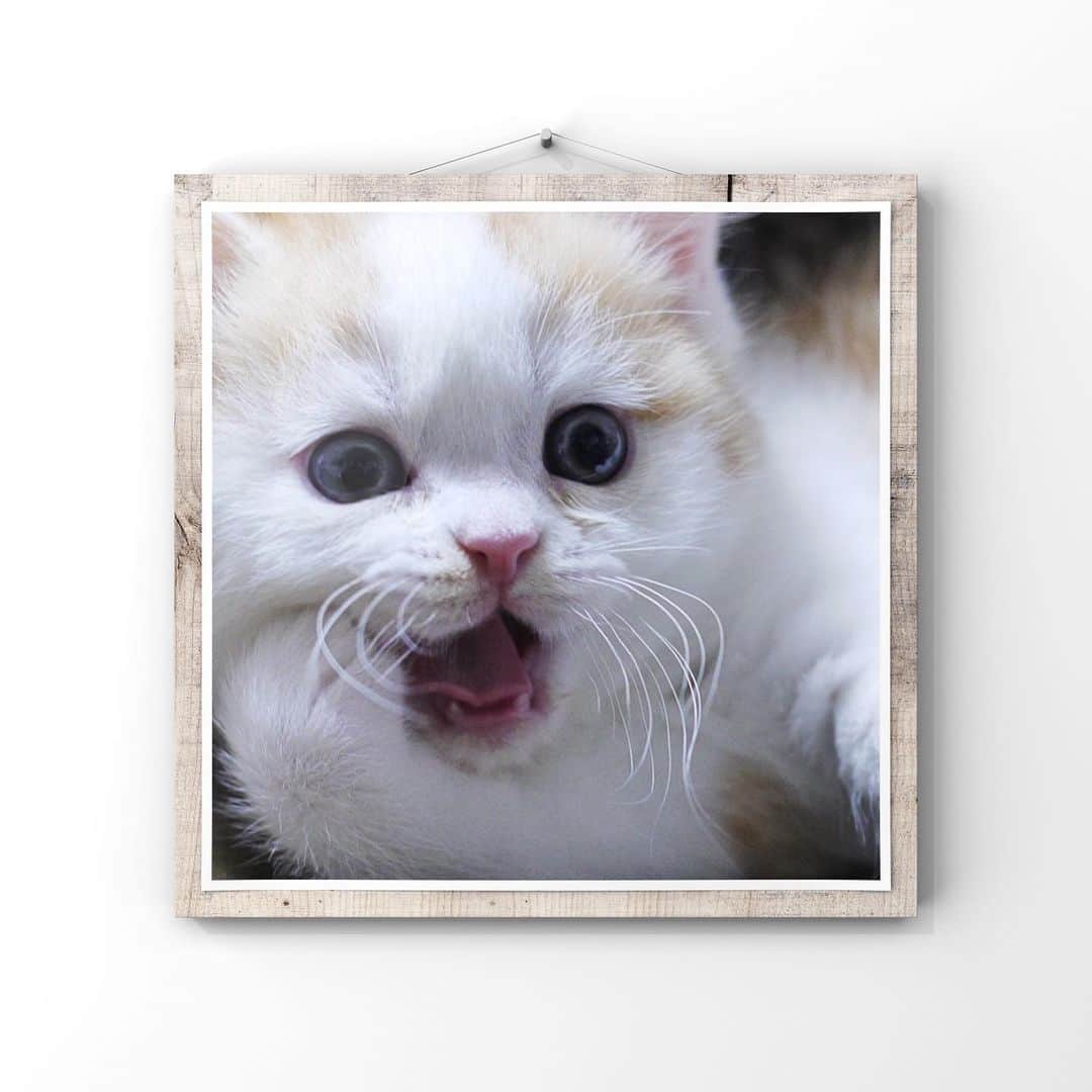 マンチカンズTVのインスタグラム：「、、﻿ 【マンチカンズのルナくん】﻿ 我が家のマンチカン長男ルナくん﻿ ﻿ Munchkin Luna﻿ ﻿ ﻿ ﻿ #猫 #猫好きさんと繋がりたい #猫部 #猫好きな人と繋がりたい #猫好き #愛猫 #猫写真 #愛猫 #cat #ねこ #catstagram #ネコ #にゃんすたぐらむ #ねこすたぐらむ #ねこ部 #catsofinstagram #cats #instacat #にゃんこ #고양이 #cute #cats_of_instagram #냥스타그램 #birthday #YouTube #ねこ #생일  #VOUN #個展 #ギャラリー」