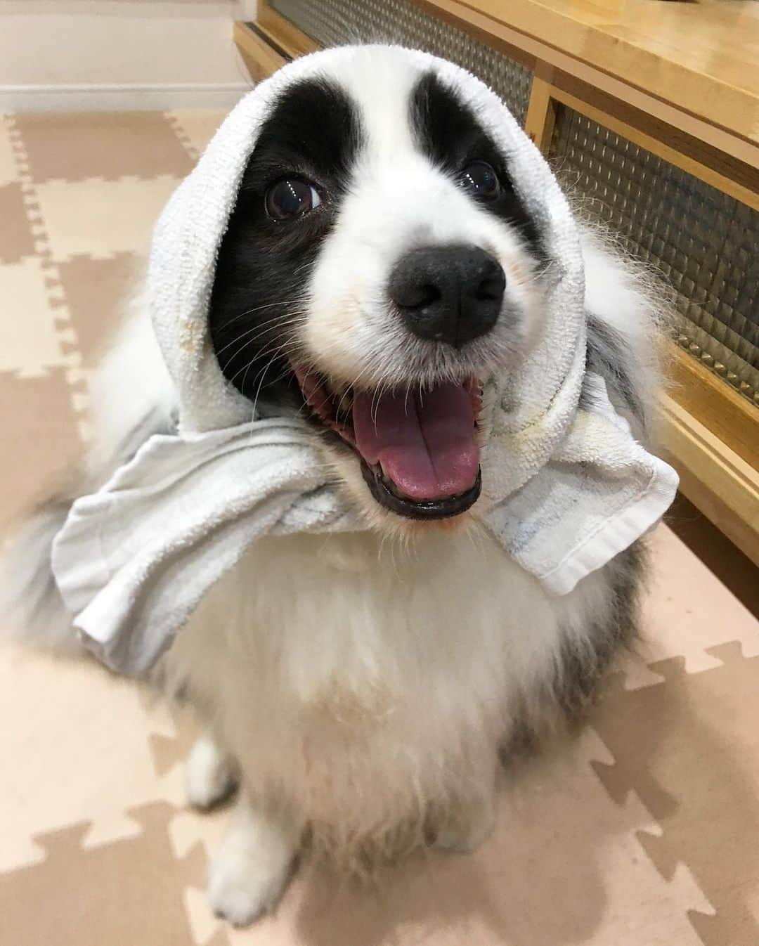 犬バカ部宣伝部長さんのインスタグラム写真 - (犬バカ部宣伝部長Instagram)「ほっかむり🐼💕😙﻿ キラキラアイビームでロックオンされた😍💕﻿ ﻿ そろそろそらちゃん歯石取らないと🧐🦷﻿ パリっと取れる歯石😙取るの嫌いじゃない🤤﻿ ﻿ #犬バカ部﻿ #bordercollie﻿ #ボーダーコリー ﻿ #歯石取り」7月10日 20時04分 - umetaturou