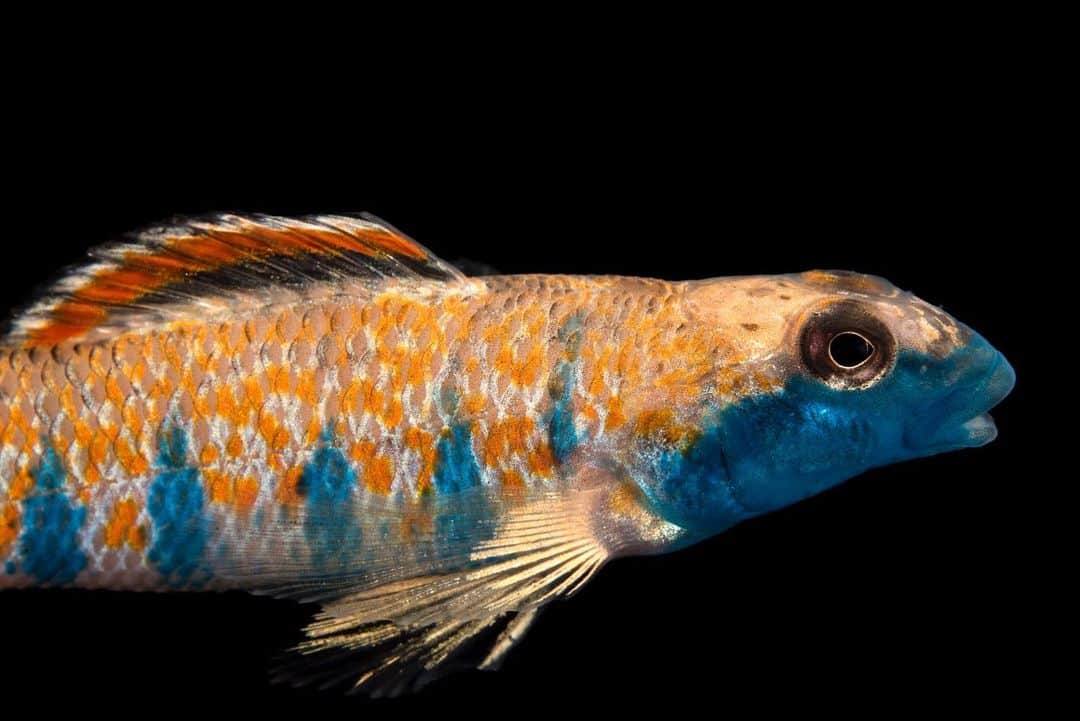 Joel Sartoreさんのインスタグラム写真 - (Joel SartoreInstagram)「We’re used to seeing colorful fish species in the ocean, but it’s hard to believe that such a vibrant fish would call a river in Tennessee home. That is, however, the only place in the wild that you’ll find this endangered bluemask darter. @conservation.fisheries (where this photo was taken) has been working with this species since 2010 to expand its home range in central Tennessee. In January, the team released 300 juveniles bred at the facility into the wild with the hope that they will begin to breed on their own, giving the species a much needed population boost. You can help to support the recovery of species like this one by keeping your lawn and garden pesticide free. This eliminates the threat of harmful chemicals making their way into waterways that both human and animal communities depend on. #bluemaskdarter #fish #orange #blue #endangeredspecies #tennessee #photoark #savetogether」7月10日 20時08分 - joelsartore