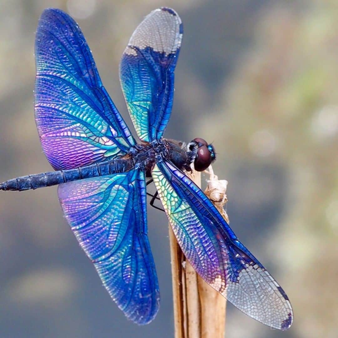 フジテレビ「FNNビデオPost」のインスタグラム：「「ribbon」さんから、美しい羽を持つ、ある昆虫の写真が届きました。 トップページのURLからご覧いただけるビデオPostギャラリーにて、約1カ月間、掲載中です！ #FNNビデオPost #生き物とペット #美しい #チョウ #トンボ #綺麗 #beautiful #Dragonfly #Butterfly #japan」