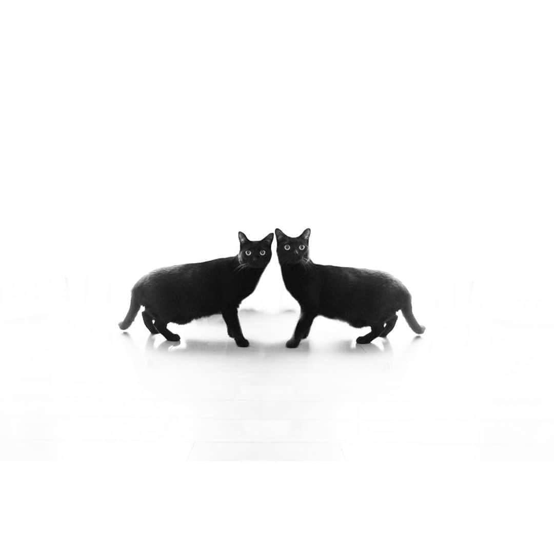 ピーちゃん＆ニャーさんのインスタグラム：「P-chan😸 草刈りにハマってて、新しい草刈り機を買ったよ。雑草が伸びるのが楽しみ😊」