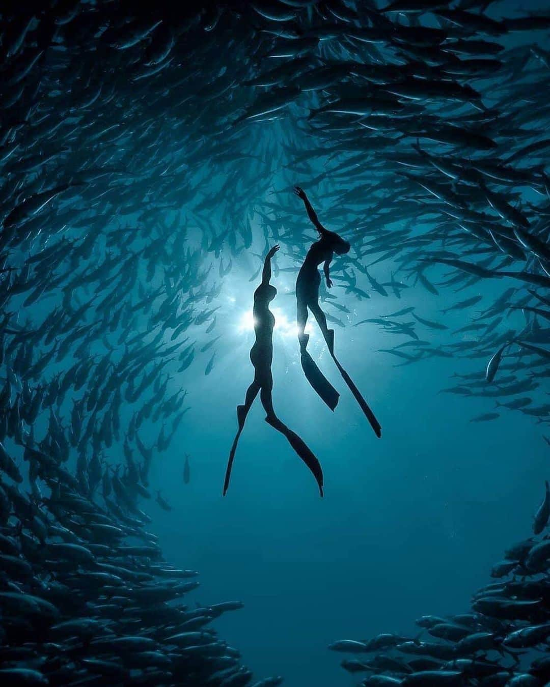 キャセイパシフィック航空さんのインスタグラム写真 - (キャセイパシフィック航空Instagram)「Dive into the depths and dance with a million fish moving as one. Cebu in the Philippines is a #paradise for freedivers, where excellent sites abound just offshore. The prime #diving season starts in November, so now is an excellent time to start planning.⁣⁣ ⁣⁣ #菲律賓 的 #宿霧 是徒手潛水愛好者的天堂，每年11月更是當地最佳的潛水季節。快快潛入藍色深海，與成千上萬的魚群翩翩起舞，享受自由自在一刻！⁣⁣ ⁣⁣ Credit: @martinzapanta」7月10日 19時07分 - cathaypacific