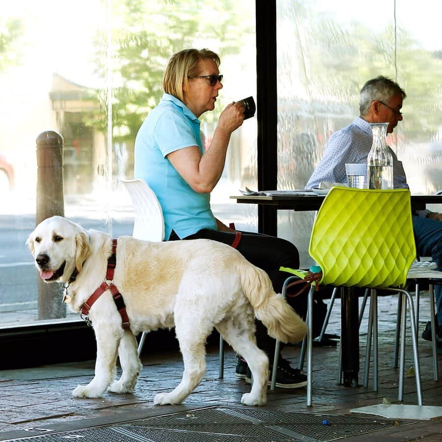 Jurlique Japanさんのインスタグラム写真 - (Jurlique JapanInstagram)「. アデレードのカフェでは、愛犬を連れたお客様をよく目にします。 野生の動物と共存しているアデレードでは、当たり前の光景です。 日本ではまだまだ愛犬を連れて入れるカフェは少なく、 愛犬家の皆さまはお困りなのではないでしょうか？ そんな日常の一面からも、アデレードの豊かな生活を垣間見た気がします。 . #ジュリーク #Jurlique #オーガニック #オーストラリア #アデレード #オーガニックライフ #ナチュラル #丁寧な暮らし #オーガニックカフェ #自然 #ヘルシーライフ #カフェスタグラム #日常 #愛犬#Jurliquelife」7月10日 19時28分 - jurlique_jp
