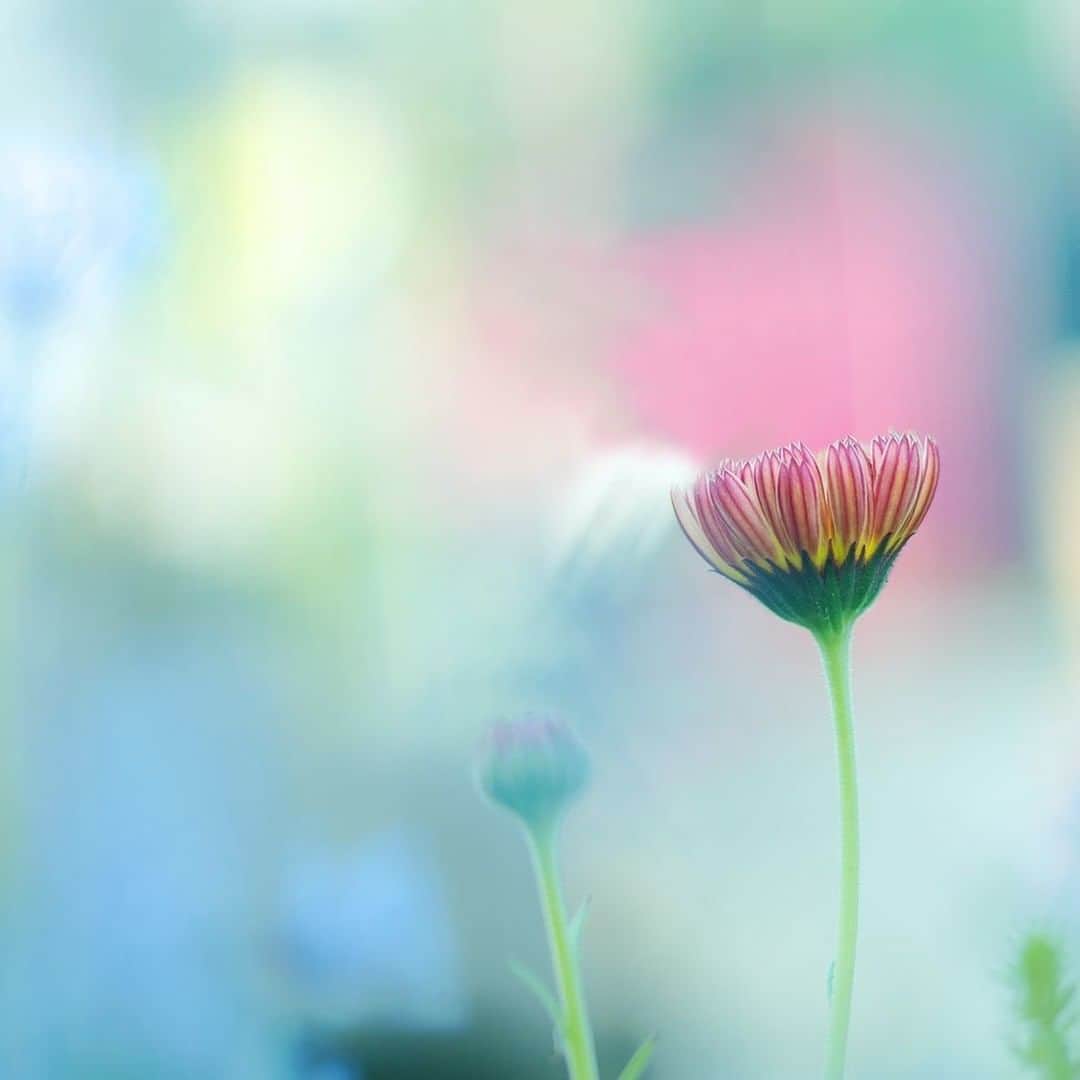 花の写真館のインスタグラム：「Photo by @blueplumerian.⠀ https://instagram.com/blueplumerian/⠀ .⠀ Original Post[投稿頂いたURL]⠀ https://www.instagram.com/p/BXMJaU3FVI1/⠀ .⠀ 本アカウントは、 #私の花の写真 をつけてInstagramに投稿された皆さまの花の写真や、「花の写真館」Facebookページで投稿された花の写真を紹介します。⠀ 「花の写真館」Facebookページは、「 @floral.photograph 」のプロフィールにあるURLからご覧ください。⠀ .⠀ #花の写真館 #floralphotograph #floralphoto #flower #flowers #富士フイルム #FUJIFILM⠀ Follow: @floral.photograph」