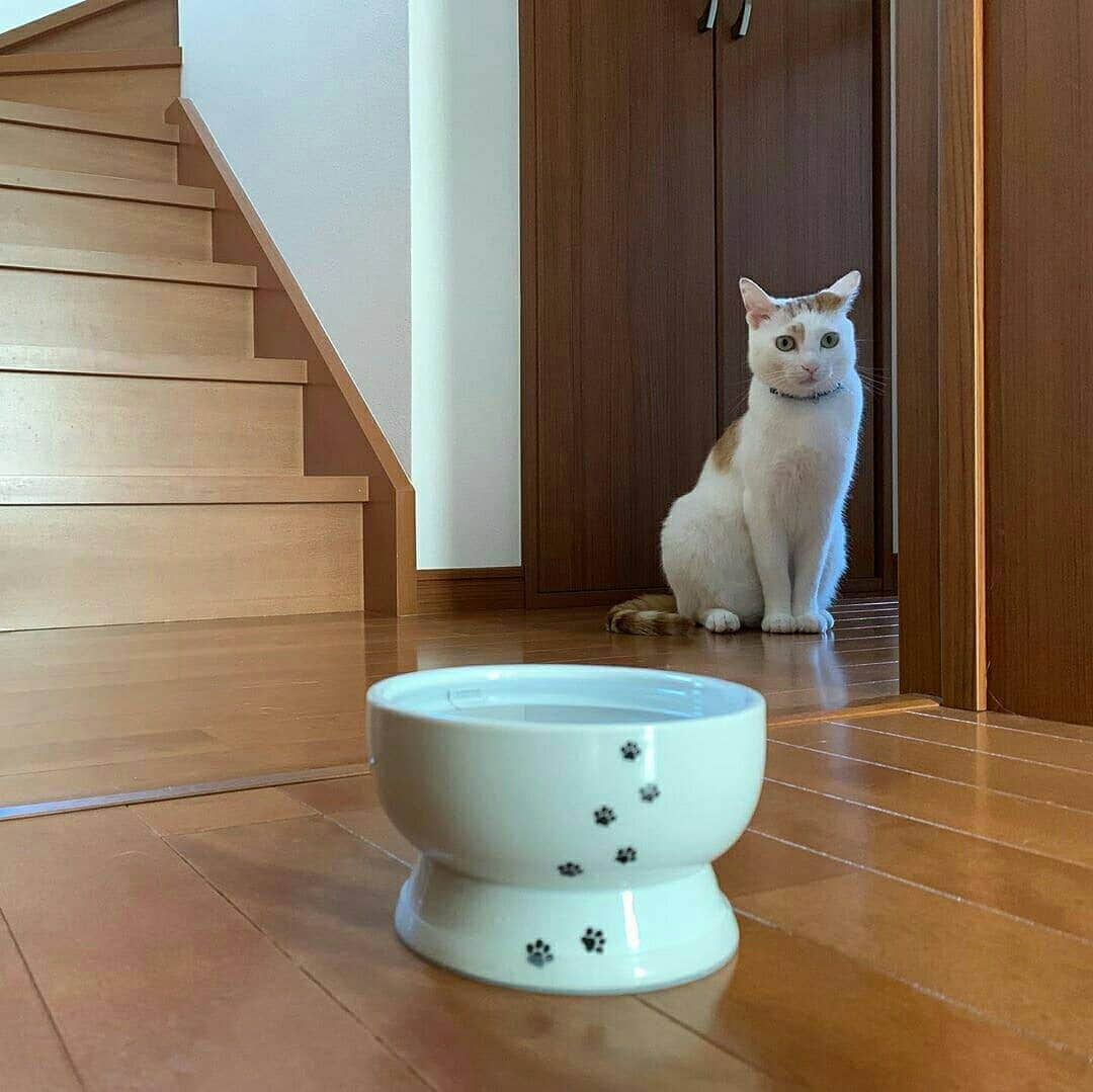 猫壱（ねこいち•ネコイチ）さんのインスタグラム写真 - (猫壱（ねこいち•ネコイチ）Instagram)「【Instagramに投稿して猫壱商品を貰っちゃおう✨】 ▫ 遠巻きにじっとみる。。 ▫ ▫ #けどカメラ目線でしっかりお水ごくごく👍 #たくさん飲んで脱水予防！ ▫ ▫ :::::::::#猫壱 ::::::: #猫壱キャンペーン 7月は#ハッピーダイニング #脚付ウォーターボウル が対象です👍 対象商品をお持ちの皆様、ぜひご応募くださいね❤ ▫ ▫ Instagramに登場した商品はプロフィールのリンクよりご覧いただけます🎶 気になる方は @necoichicojp からチェックしてくださいね❤ ▫ ▫ Repost from @mao777kai thank-you💕💕💕💕」7月10日 19時38分 - necoichicojp