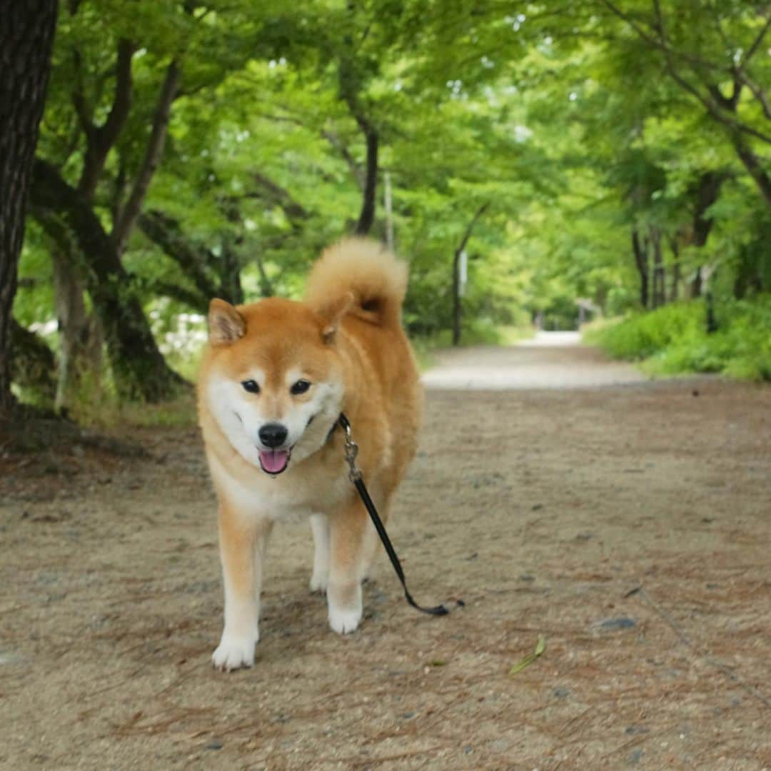 まる（まるたろう）さんのインスタグラム写真 - (まる（まるたろう）Instagram)「What a lovely place it is here.✨🐶☺️✨この散歩道いいね〜 #緑のトンネル #柴犬色が映えるね #トトロが出てきそうな感じ #ボフってやりたい」7月10日 19時54分 - marutaro